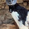 Harpy Eagle